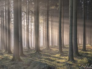 Photographie d'une forêt brumeuse avec les rayons de soleil