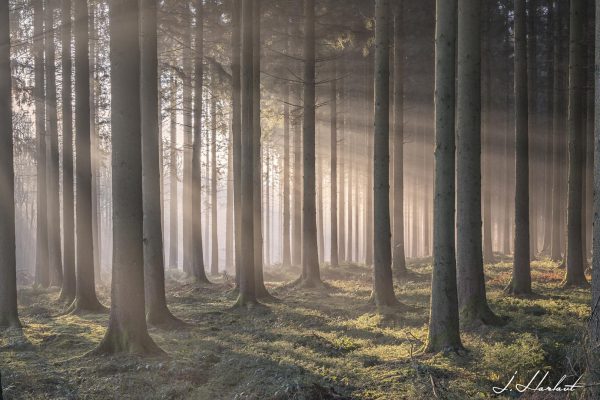 Photographie d'une forêt brumeuse avec les rayons de soleil